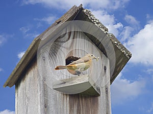 The bird at the nest brought food.