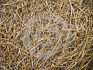 Bird nest, closeup