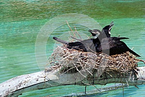 Bird nest photo