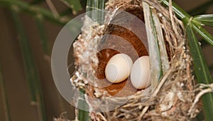 Bird nest and egg