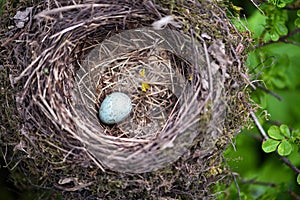 Bird nest with egg in wild nature