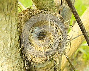 Bird nest with eggs