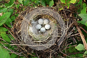 Bird nest with eggs photo