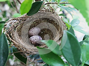 Bird nest with eggs