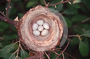 Bird Nest with Eggs