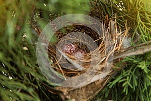 Bird nest with eggs