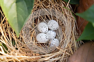 Bird nest with eggs in the beautiful nature