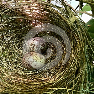 Bird Nest Eggs brown bird nest