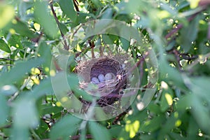 Bird nest with eggs in the bush
