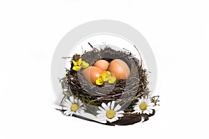 Bird nest with eggs feathers and spring flowers, isolated in wh