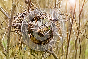 Bird nest with eggs in the forest between bushes, Sunny springtime, April