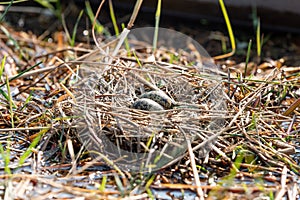 Bird nest with eggs in the okawango delta in Botswana