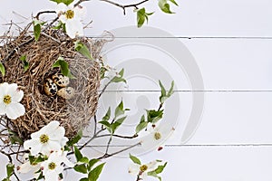 Bird Nest and Eggs with White Flowering Dogwood