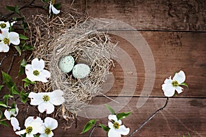 Bird Nest and Eggs with White Flowering Dogwood Blossoms