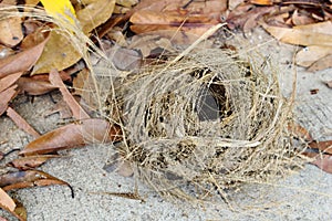 Bird nest fall on the floor