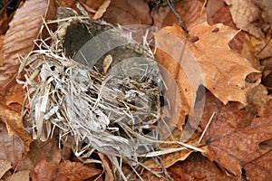 Bird Nest on Fallen Maple Leaves photo