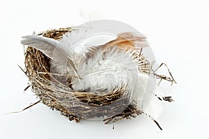 Bird nest with feathers