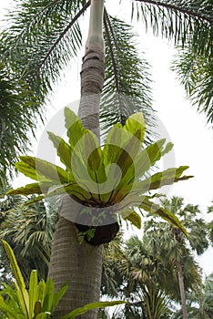 Bird nest fern, tropical fern