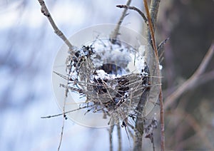 Bird nest in the forest