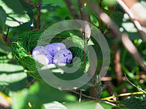 Bird nest in green grass with three eggs