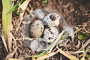bird nest on ground with three eggs inside, bird eggs on birds nest and feather in summer forest , eggs easter concept
