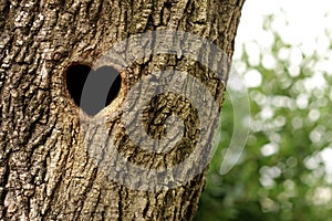 Bird nest in hollow trunk photo