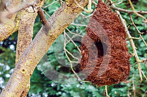 Bird nest house shelter hangging off a branch of a tree