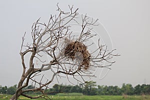 Bird nest in a lifeless tree