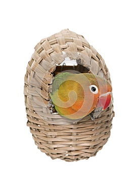 Bird nest and lovebird