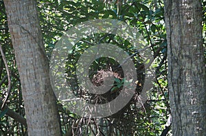 bird nest in a mangrove tree