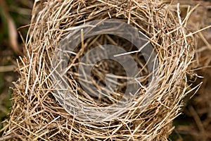 Bird nest in nature