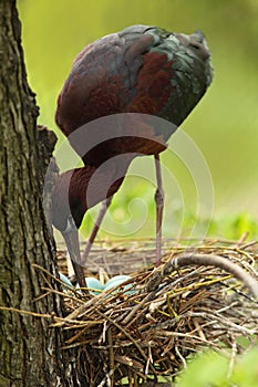 Bird in the nest. Nesting time. Brown bird in the nest. Nest with eggs. Glossy Ibis, Plegadis falcinellus, in the nest. Ibis in th
