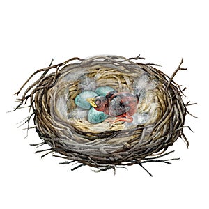 Bird nest with newborn baby chick and eggs inside. Watercolor illustration. Hand drawn cozy bird nest with eg laying and