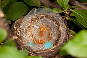 Bird Nest with One Chick