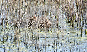 Bird nest in a pond