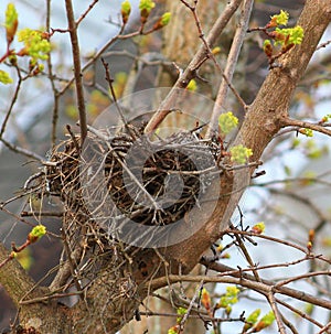 Bird nest for rent
