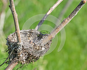 Bird Nest in a Rhus Typhinia on the Side of the Road