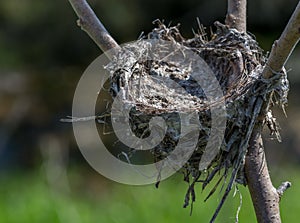 Bird Nest in a Rhus Typhinia on the Side of the Road