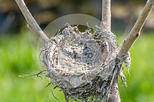 Bird Nest in a Rhus Typhinia on the Side of the Road