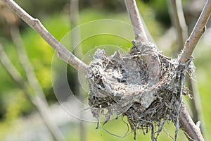 Bird Nest in a Rhus Typhinia on the Side of the Road