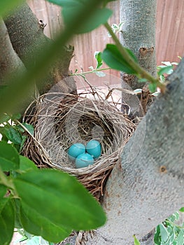 Bird nest; robins nest with eggs