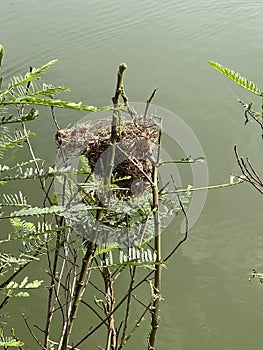 bird nest on sesbania tree