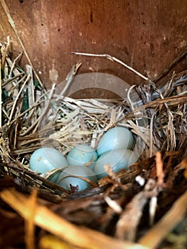 Bird nest in spring on a wooden box with five blue eggs inside