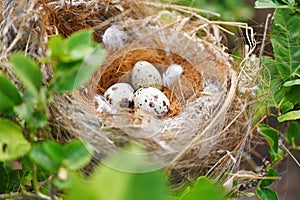 bird nest on tree branch with three eggs inside, bird eggs on birds nest and feather in summer forest , eggs easter concept