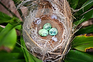 bird nest on tree branch with three eggs inside, bird eggs on birds nest and feather in summer forest , eggs easter concept