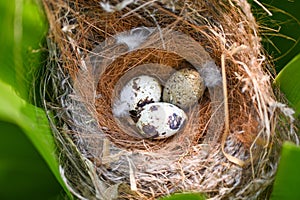 bird nest on tree branch with three eggs inside, bird eggs on birds nest and feather in summer forest , eggs easter concept