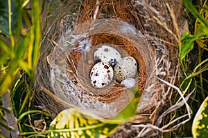 bird nest on tree branch with three eggs inside, bird eggs on birds nest and feather in summer forest , eggs easter concept