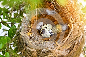 bird nest on tree branch with three eggs inside, bird eggs on birds nest and feather in summer forest