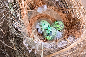 bird nest on tree branch with three eggs inside, bird eggs on birds nest and feather in summer forest