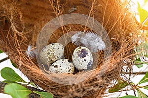 bird nest on tree branch with three eggs inside, bird eggs on birds nest and feather in summer forest